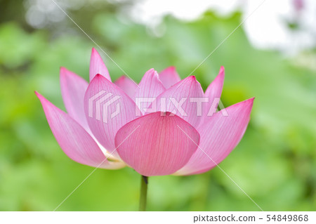 Ohga Lotus精美居住的花朵 Ohga Lotus精美居住的花朵 54849868