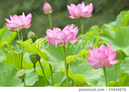 Ohga Lotus Beautifully dwelling flowers - Stock Photo [54849878