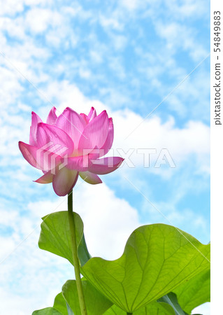Ohga Lotus Beautifully dwelling flowers Ohga Lotus Beautifully dwelling flowers 54849883