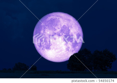 Super Rose Moon back silhouette trees in the field Super Rose Moon back silhouette trees in the field 54850174