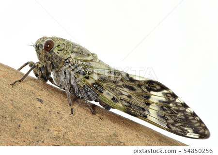 二合一研討會（深度組成） 54850256