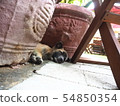 Puppy sleeping between flowerpots in a cafe in Vietnam 54850354
