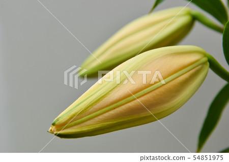 百合百合 54851975