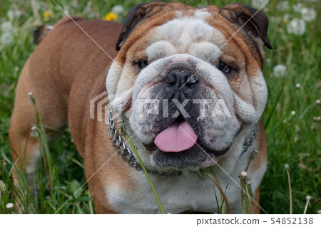 Cute english bulldog is looking at the camera. Cute english bulldog is looking at the camera. 54852138