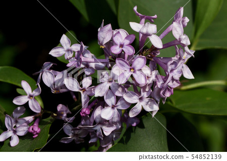 Blooming young branch of lilac. Blooming young branch of lilac. 54852139