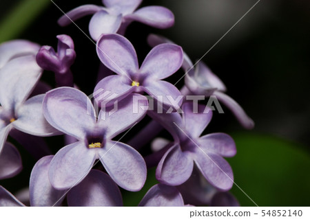 Young lilac is blooming on a green meadow. Young lilac is blooming on a green meadow. 54852140