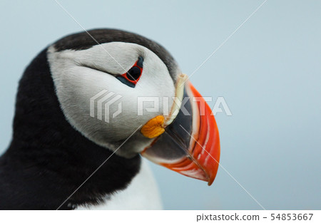 Puffin on the rocks at latrabjarg Iceland. 54853667