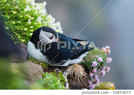 Puffin on the rocks at latrabjarg Iceland. 54853673