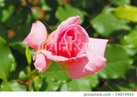 Roses image Roses image 54854093