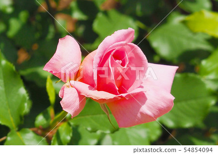Roses image Roses image 54854094