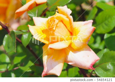 玫瑰圖像 54854121