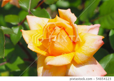 玫瑰圖像 54854123