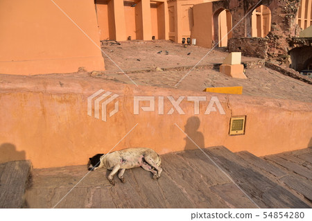 A stray dog taking a nap at Amber Fort in the world heritage site of Jaipur, Rajasthan, India A stray dog taking a nap at Amber Fort in the world heritage site of Jaipur, Rajasthan, India 54854280