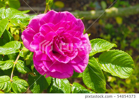 Roses image Roses image 54854373