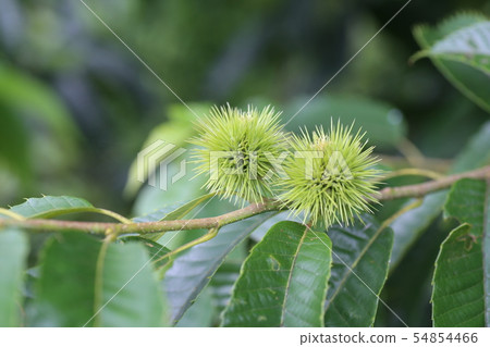 Young chestnut Iga Young chestnut Iga 54854466