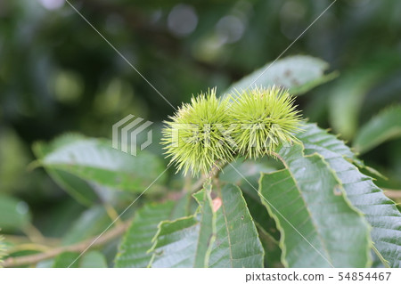 Young chestnut Iga Young chestnut Iga 54854467