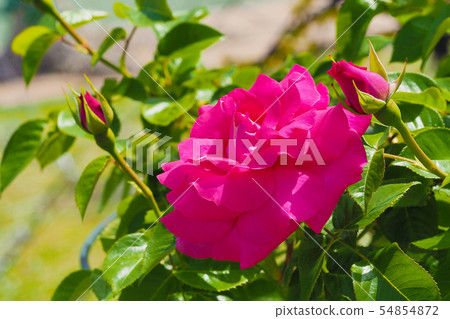 Roses image Roses image 54854872