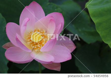 一朵蓮花 一朵蓮花 54854956