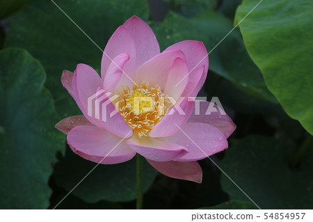 一朵蓮花 一朵蓮花 54854957