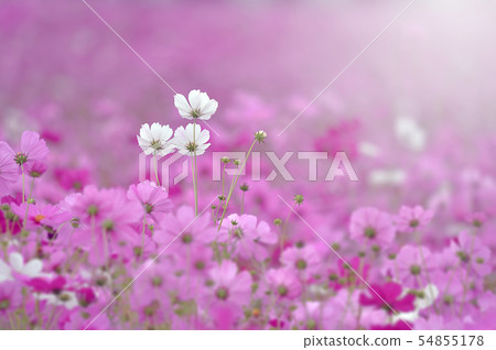  Cosmos field 54855178