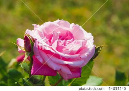 Roses image 54855240