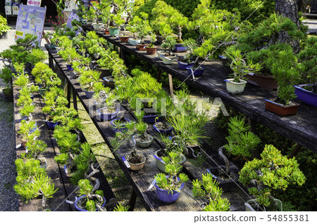 Takamatsu Castle Fort Tamamo Park Lynekukaku Takamatsu Pine Bonsai Takamatsu City, Kagawa Prefecture 54855381