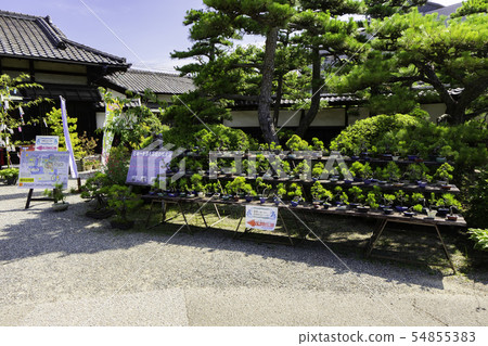 Takamatsu Castle Fort Tamamo Park Lynekukaku Takamatsu Pine Bonsai Takamatsu City, Kagawa Prefecture Takamatsu Castle Fort Tamamo Park Lynekukaku Takamatsu Pine Bonsai Takamatsu City, Kagawa Prefecture 54855383