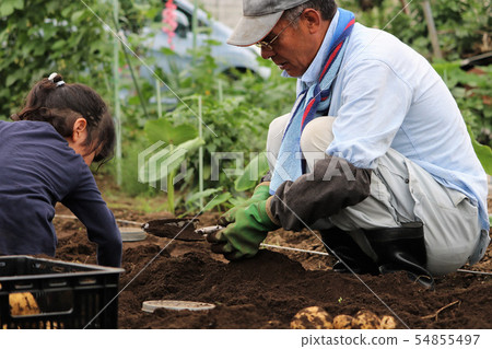 Family digging potatoes Family digging potatoes 54855497