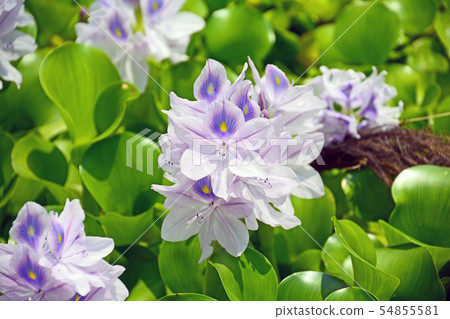 Water hyacinth Water hyacinth 54855581