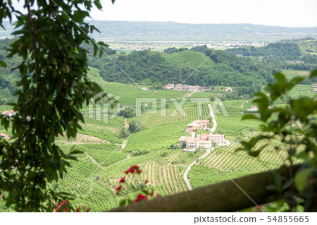 View of vineyards in Valdobbiadene area View of vineyards in Valdobbiadene area 54855665