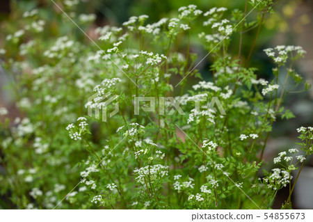 Chabil (Selfieille) flower 54855673