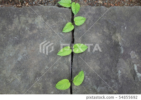植物2爬行的差距 植物2爬行的差距 54855692
