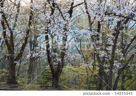 Cherry blossoms in Yamagata Prefecture Maizuru Park Cherry blossoms in Yamagata Prefecture Maizuru Park 54855845