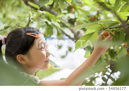 Cherry hunting image 54856177
