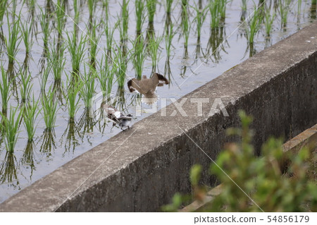 Heterogeneous, fight! Heterogeneous, fight! 54856179