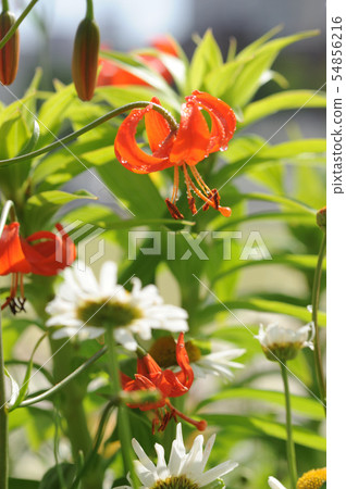 Lily of flowers 54856216