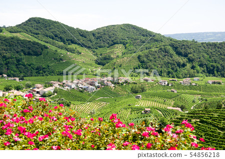 Hills with vineyards in Valdobbiadene (Italy) 54856218
