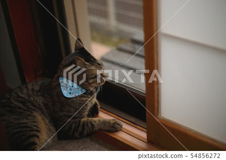 貓暮光之城 54856272