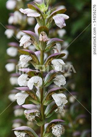 Acanthus Morris (Hathisami) 54856276