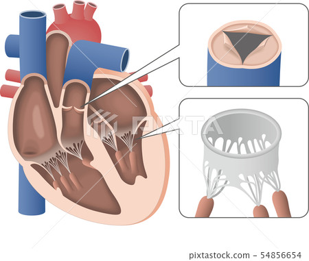Cross section of heart and valve 54856654
