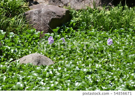 鳳眼蘭(水袋)/水葫蘆 鳳眼蘭(水袋)/水葫蘆 54856671