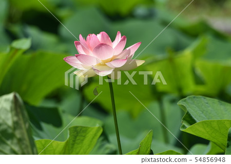 蓮花 蓮花 54856948