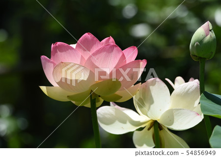 Lotus flower Lotus flower 54856949