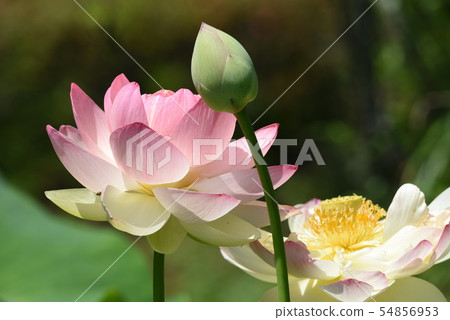 Lotus flower 54856953