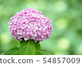 繡球 54857009