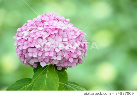 繡球 繡球 54857009
