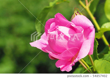 Roses image 54857402