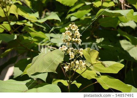蚊子樹的花 蚊子樹的花 54857491