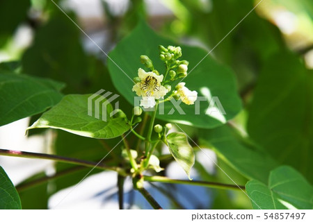 Flower of a mosquito tree 54857497