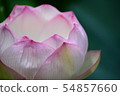 蓮花 54857660